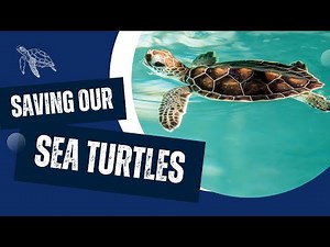Saving Our Sea Turtles