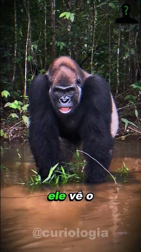SHAQUILLE O'NEAL VS GORILLAS ... #animals #funfacts #biologohenrique