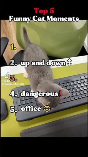 top 5 funny cat moments!!!😂😂