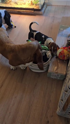 Basset hound for Adoption (@adorable.basset.h)’s videos with original sound - Basset hound for Adoption