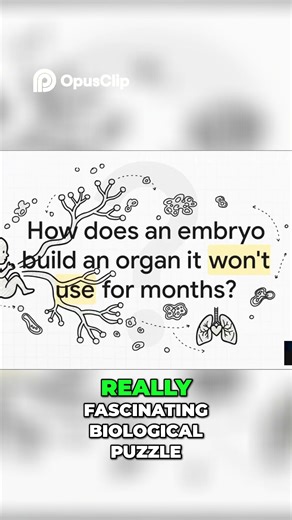 How Your Lungs Form Before You Ever Breathe 👶💨 #Shorts"
