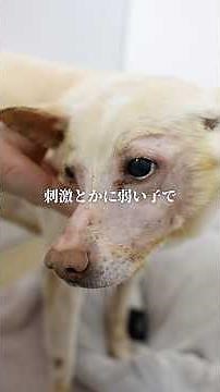 A dog suffering from seizures almost every day...? #PeaceWanko #RescueDog