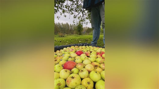 ¡Cómo transformar tu cosecha de manzanas en una bebida que te mantendrá caliente en el invierno! 🍎 | En modo Madera