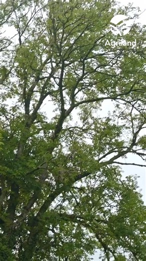Farming outside Trim in Co. Meath is Michael and Kieran Dunne. The father and son duo are dairy-calf-to-beef farmers rearing both autumn and spring-born calves. | Agriland.ie