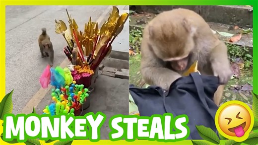 Monkey Steals Food in a Quick Move