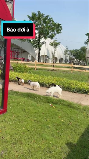 Khám Phá Mật Pet Tại Sài Gòn