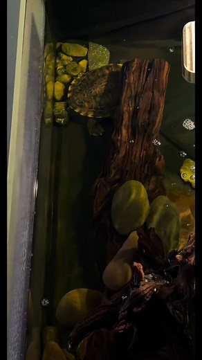 Splash Thee Turtle on Reels