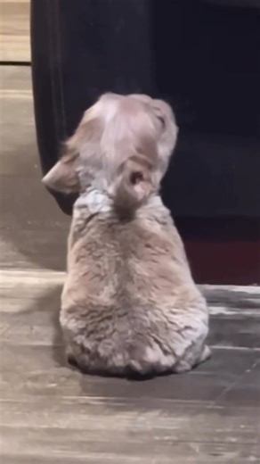 Puppy Crying 🐶 #puppy #cutedog #pet #puppydog