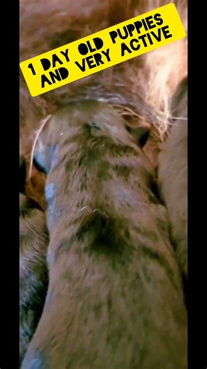 Benefit of Dog Nursing Her Newborn Puppies #MotherDog #Puppies #DogLife #NewbornPuppies