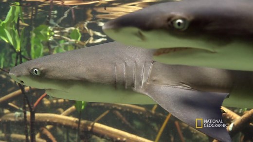 The mangroves are a nursery for lemon sharks, but when the tides rise, it becomes a hunting ground. https://on.natgeo.com/2xNCMod | National Geographic