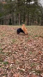 Wait, we have a golden retriever lives next door! 🥺🥰 ........................................... DM for credits or removal Note: We do not own any rights for these videos. ©All rights go to the respective owners - no copyright infringement intended. If you're the owner of the video and you don't wish it to be on our page, please contact us via DM for a removal | Super Savage