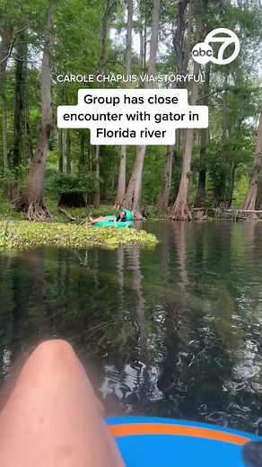 Three women floating down Ichetucknee River on inflatable tubes near Fort White, Florida had a close encounter with an alligator. Video shows one woman drift into a log with the alligator perched on top of it. #alligator #gator #animal #wildlife #ichetuckneeriver #river #fortwhite #florida #news #fyp #foryoupage #abc7news