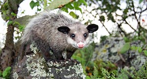 Fun facts about the Mexican Tlacuache