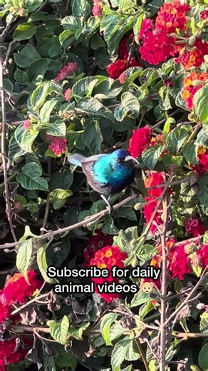 Listen to what the bluebird has to say #BirdSong #BirdSinging #NatureSounds #NatureAudio #shorts