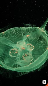 With their translucent, glowing bodies and hypnotic movement, Moon jellyfish have no brain, heart, or bones, yet they thrive using a simple nerve net to sense light, movement, and prey. Found along India’s eastern and western coasts, they pulse gently through the water, feeding on plankton and playing a vital role in the marine food web. Their bioluminescent glow isn’t just mesmerizing, it helps them confuse predators in the dark depths of the ocean. #DiscoveryChannelIn #DiscoveryChannelIndia #D