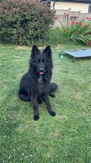 Sir Onyx reporting for duty in his new tie 🎩🐶 #blackgerman #gsds #germanshepherd