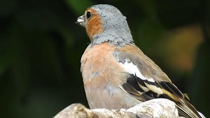 Eurasian chaffinch, Common chaffinch, or Chaffinch (Fringilla coelebs) | BIRDS & Nature