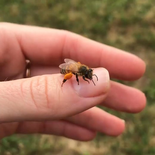 This little lady bee is loaded up with pollen and decided to stop and clean her proboscis (also known as her tongue) on my hand! I love you too, bees. #bees #beesfanphoto #beestagram #beesofinstagram | Music Culture