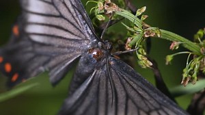 Mock Swallowtail Butterfly Moth Epicopeia Hainesii Stock Footage Video (100% Royalty-free) 31301635 | Shutterstock