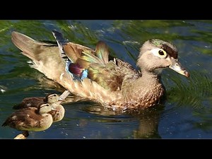 Wood duck female call