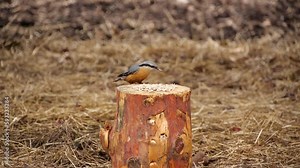 Nuthatch, small bird in the wild. Bird feeder with seeds in the forest. Eurasian nuthatch or wood nuthatch (Sitta europaea) eating in the woods.