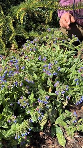 6.7K views · 282 reactions | Pulmonaria 'Trevi Fountain' is a vigorous, densely spotted selection of the lungworts introduced by the Terra Nova nursery. The fuzzy foliage is unfavored by rabbits and deer. Pulmonarias thrive in part sun to light shade areas with moist well drained soil, neither soggy or dry. Zones: 3a to 8b. #pulmonaria #springflowers #shadeplants #deerresistant #perennials | Plant Delights Nursery, Inc. | Facebook