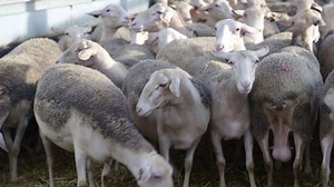 Sheep, Mutton, Cattle Raising