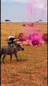 Warthog vs Lion Funny Moments 🦁🐗 #funnyanimals #wildlifecomedy #animalfails #savannamoments