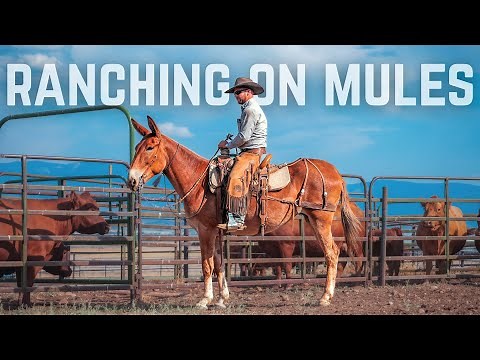 They Ranch… On Mules?!