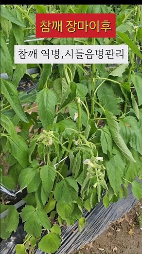 [Sesame Blight] If sesame blight or wilt comes after a lot of rain, sesame suffers a great loss. ...