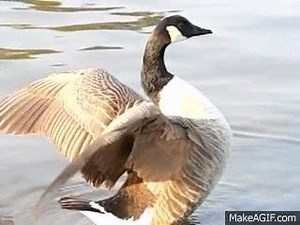 Goose Flapping on Make a GIF
