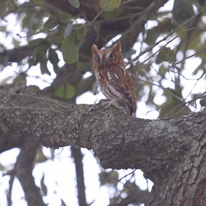 3K views · 202 reactions | Recently, an exhausted screech owl was rescued by a mother and son because it was getting harassed by other birds. The owl was brought to Audubon Zoo and our veterinary staff gave the owl a physical exam, radiographs, and food. We are happy to report that our vet staff was able to successfully release the screech owl back into the wild! 黎 | Audubon Zoo | Facebook