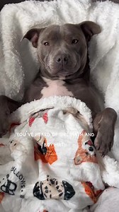 1.5M views · 74K reactions | ✨Dog math✨ #staffy #mylathebluestaffy #mylaslife #bluestaffy #dogmath #staffylove #staffysmile #staffypuppy #staffylovers #staffylife #staffymoments # | Tiny House Nature | Facebook