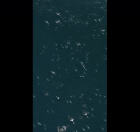 Unbelievable sight of mega pod of 1,500 dolphins in Monterey, California, USA