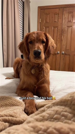 Watch This Adorable Puppy Play with His Ball!