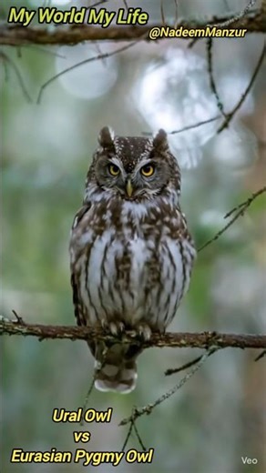 Ural Owl vs Eurasian Pygmy Owl🦉#ural #owl #owls #pygmy #youtubeshortsfeed #birds #owlsounds