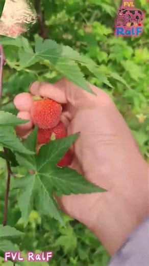 Farmers pick raspberry fruits from raspberry trees