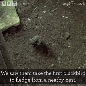 As 70 percent of little owls don't make it past their first year, a meal is vital for the little owl chicks in our barn... 🦉 Sadly for the blackbirds, that meal was one of their fledglings 😧 | BBC Springwatch