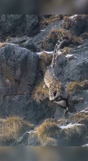 Calculated Precision: Snow Leopard’s Deadly Ambush 🎯 Did they survive the fall?