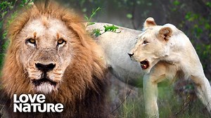 478K views · 8.7K reactions | The #lion pride, led by females, must outmaneuver male lions attempting to harm the cubs and seize control. | Love Nature | Facebook