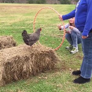 1.4M views · 2.6K reactions | Chickens are taking over the world!! | Best Pets Ever | Facebook