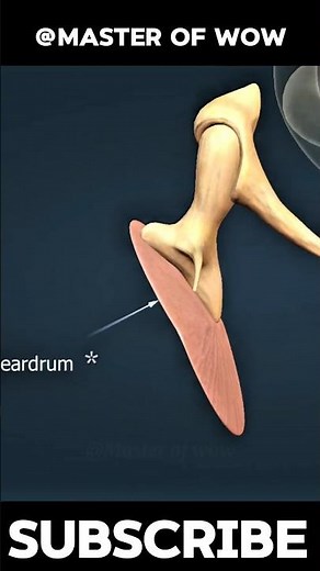 How Sound Travels from Ear to Brain | 3D Animation Explained