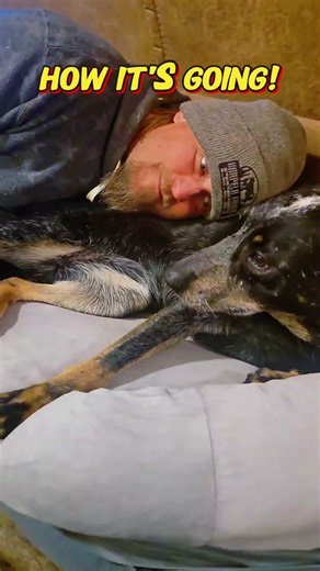 Clover- Behavior Modification Board and Train *Transformation Update*