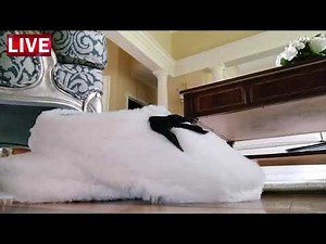 Best Cozy Slippers for Women Warm and Fuzzy