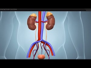 Excretory System | Systems and Subsystems | Grade 8 Biology - Turito