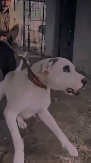 Hyena Vs Pakistani Bully Kutta Strength Comparison #dog #hyena #facts #shorts