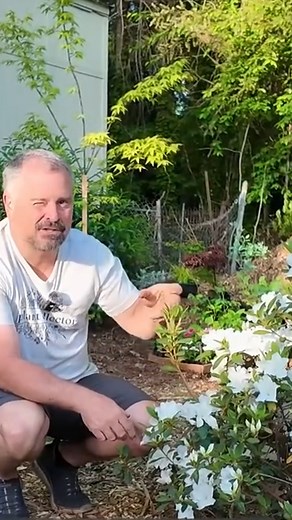 25 reactions | @horttube is showing off Autumn Lily® Encore® Azalea, and we can’t get enough of its pure white blooms with those occasional purple stripes  This beauty even tends to lose its old blooms itself, so you don't have to worry about brown blooms in sight. Just fresh, clean color all season long!  | Encore Azalea | Facebook