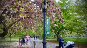 25K views · 4.9K reactions | NYC - CENTRAL PARK, UNITED STATE OF AMERICA #NewYorkCity #CherryBlossom #USA | New York - New York | Facebook