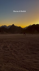 Sharm El Sheikh, where the desert meets the sea. Dive into crystal-clear waters, relax on golden beaches, and explore vibrant coral reefs. From sunrise adventures to sunset views, this paradise offers a perfect escape. 🌊☀️ Follow us for more about Egypt 🇪🇬 🎥: @veronicacecchetto #SharmElSheikh #RedSeaVibes #BeachGetaway #EgyptianParadise #snorkelingdreams #TravelEgypt #ExploreSharm #egypt #egypte #egyptian | Unlimited Luxor