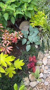 日陰の植物の位置を植え替えてみた